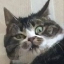 刺杀闰土的猹